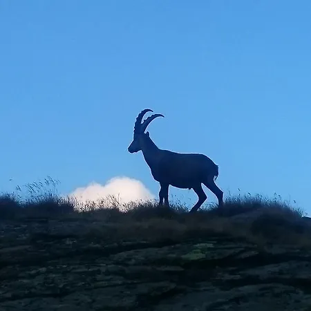 Amor Lodge * סאס פה